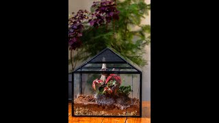 Plant a large terrarium for insect terrariumdiy diy mossterrarium [upl. by Ehrsam755]