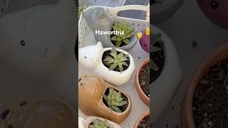 Propagate Haworthia garden plantpropagation [upl. by Anoy]