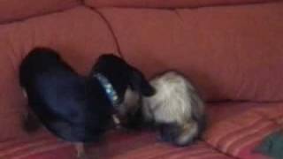 Dog and ferret Play together  Perro y huron juegan juntos [upl. by Eniala841]