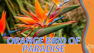 ORANGE BIRD OF PARADISE Information and Growing Tips Strelitzia reginae [upl. by Ecneps]