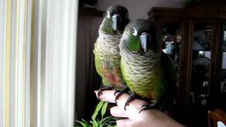 Skippie amp Ruby Green Cheek ConureTalking Alot [upl. by Ioved363]