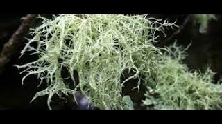 Herb of the Week  Usnea [upl. by Annamaria]