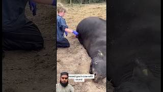 save the cow pierce the stomach to release gascows veterinary animals milking [upl. by Maximo57]