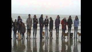 Balade akita  Shiba Middelkerke 30 octobre 2011wmv [upl. by Arte]