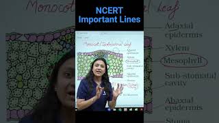 Monocot  Isobilateral Leaf  Biology NEET  NCERT important lines for NEET  neet ncert neet2025 [upl. by Oner169]