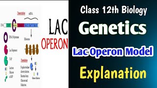 Lac Operon Model 👉🏻 GeneticsBoard And NEET Biology education board neet biology [upl. by Evita545]