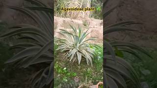 agavoideae plant  music flute bgm agavoides song gardengreensmusic [upl. by Naut588]