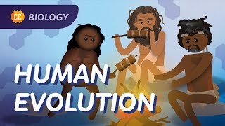 Human Evolution We Didnt Evolve From Chimps Crash Course Biology 19 [upl. by Akimahc]