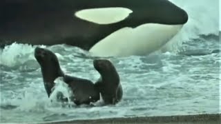 Deadly Killer Whale Moments  Top 5  BBC Earth [upl. by Montagu]