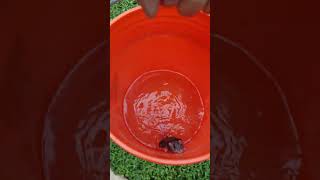 Saved a Rodent right before it drowned in a rain filled bucket lifesaver rodent rain [upl. by Odarnoc]