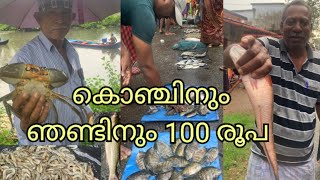 ചൂളതെരുവിലെ കരിമീൻ ലേലം l chulatharuvu karimeen lelam Alappuzha fishing [upl. by Ashly]