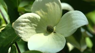 Cornus x Norman Haddon Flowering Dogwood [upl. by Aikyn973]