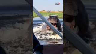 Hippopotamus Following Boat Video  Hippo Video  Hippo Chases Boat  viralvideo viral [upl. by Ovid]