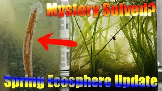 HUGE Spring Ecosphere  5 month update  Mystery Solved [upl. by Socha]