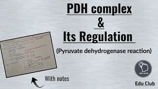 PDH  Pyruvate dehydrogenase complex  Regulation  Carbohydrate metabolism  Biochemistry [upl. by Haroppizt]