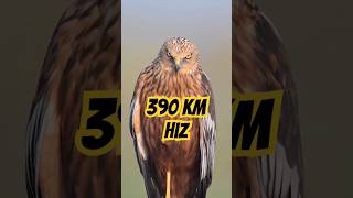 Dünyanın En Hızlı Canlısı 390 KMH 😱🦅 [upl. by Ordnajela]