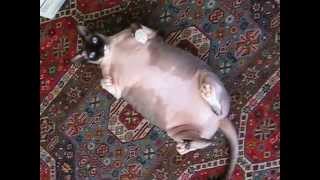 Fat sphynx rolls over  hairless cat [upl. by Ihcekn]