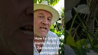 How to Grow the Hardy Arum Lily  Zantedeschia aethiopica [upl. by Ednew]