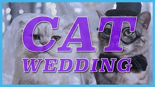 Cat Wedding in South Carolina Winery [upl. by Rycca]