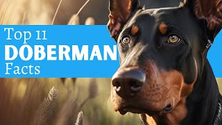 11 Doberman Pinscher Facts You MUST Know Before You Own One [upl. by Doehne]