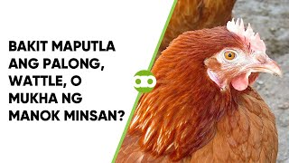 Bakit Maputla ang Palong Wattle o Mukha ng Manok Minsan [upl. by Nassi]