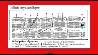 Quelle est la structure du myocarde Partie 2 [upl. by Cathleen]