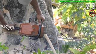 Chainsaw Falling Big Breadfruit Tree [upl. by Eidaj567]