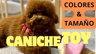 Caniche TOY  TOY POODLE  CARACTERISTICAS TAMAÑO y COLORES [upl. by Orten]