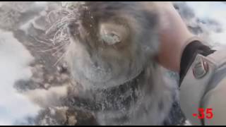 Rescued kitten who froze to the road 35 Russia There are still kind people [upl. by Ahsenyl]