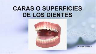 ANATOMÍA DENTARIA  Unidad 1 2 CARAS O SUPERFICIES DE LOS DIENTES  DR IVÁN ALDANA [upl. by Barvick]