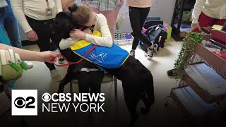 Service dog in training at Long Island middle school ready for his next step [upl. by Allit]