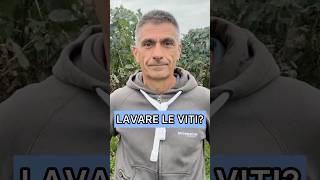 Lavare le viti dopo la vendemmia meccanica [upl. by Mapes736]