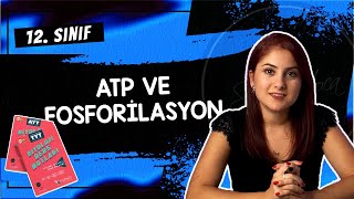 6 ATP VE FOSFORİLASYON  12 SINIF  AYT BİYOLOJİ DERS NOTLARI  2024 [upl. by Tenney875]