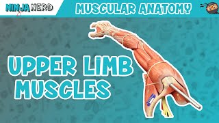 Muscles of the Upper Limb [upl. by Glenna]