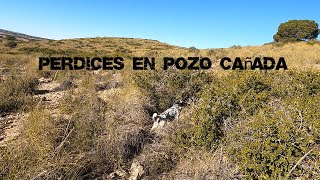 Perdices con bretones en Pozo Cañada con cacerías Sirvent [upl. by Yeleen]