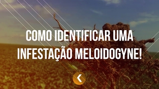 Como identificar uma infestação Meloidogyne I Minuto K [upl. by Suoiradal767]