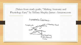 Lymphatic System Part 1 [upl. by Airlie]