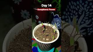 Grow Gomphrena From SeedsHow to sow Gomphrenaरक्तमल्लिका को बीज सेलगाएGomphrena Seeds Germination [upl. by Aiken235]