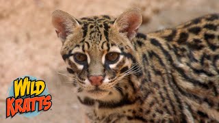 Ocelots the worlds cutest wildcat  Wild Kratts quotSpots in the Desertquot [upl. by Matazzoni]