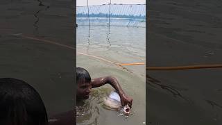 Big Citol Catch From River Using Amazing Fishing Technique fish fishing villagelife fishinglife [upl. by Naus]