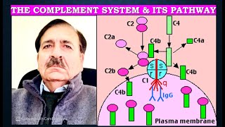 The complement system and its pathways Lectures by Dr Alamzeb [upl. by Nylrac]