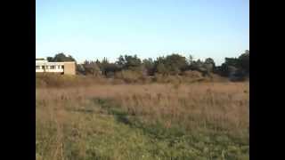 Falconry  Lure Flying American Kestrel [upl. by Lladnarc]