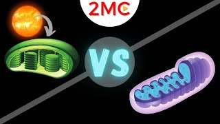 Mitochondria vs Chloroplast  3 major differences and 2 similarities [upl. by Sheley]