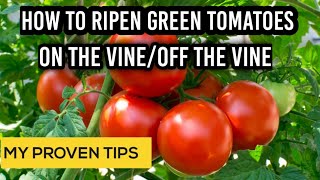 Tips on how to ripen tomatoes on the vineripen tomatoes indoorsSecrets of a big tomato harvest [upl. by Ssidnac]