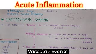 Acute Inflammation  Immunology [upl. by Crudden]