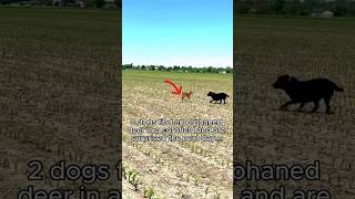 Dogs rescue dear from 🌽 field very emotional heart touching moments dog animals hearttouching [upl. by Medwin]