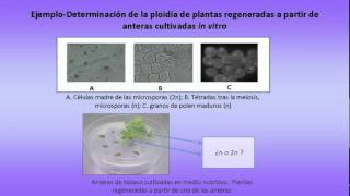 Utilización de la citometría de flujo para analizar la ploidía en plantas   UPV [upl. by Htesil]