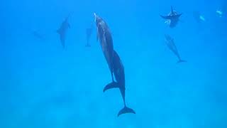 Snorkeling with dolphins Oahu Hawaii [upl. by Pavia]