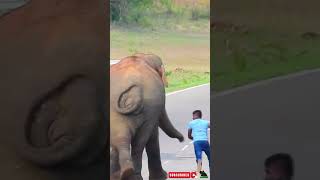 A fierce elephant attacks the bus and a man jumps and runs elephant elephantattack [upl. by Sirron]