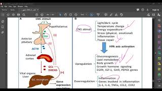 CORTICOSTEROIDS 1 [upl. by Lissy]